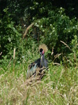 FZ006174 Black-crowned crane (Balearica pavonina).jpg
